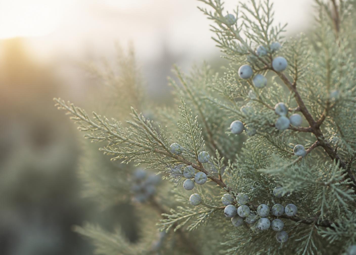 Juniper branches with pale blue berries in soft morning light